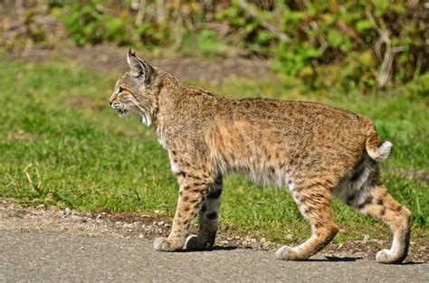 Bobcat O